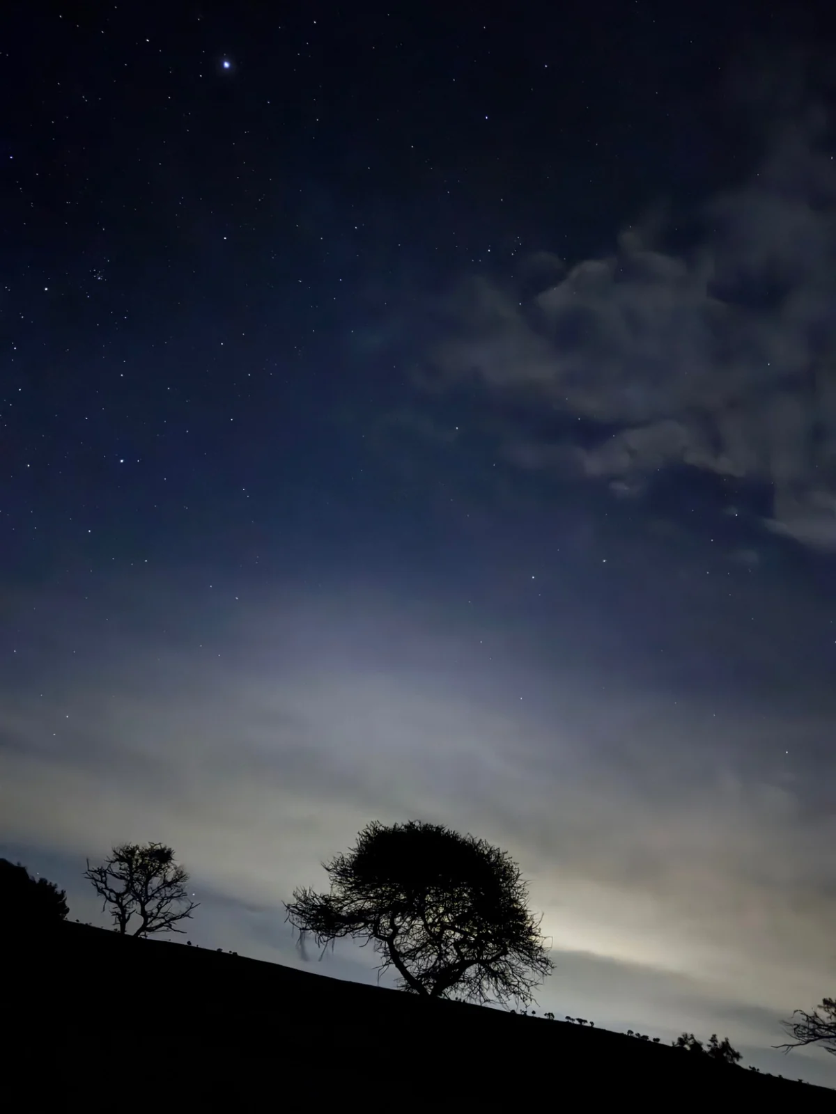 Trees against deep blue skies and clouds at dusk.