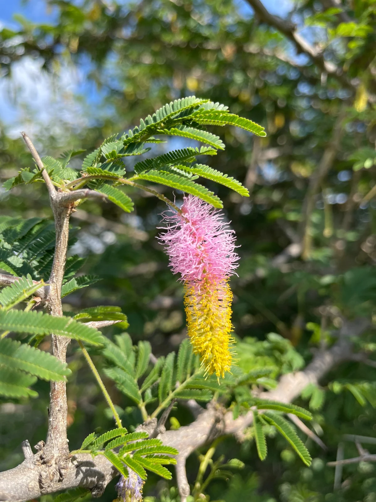 A delicate pink and yellow flower among fresh green leaves.