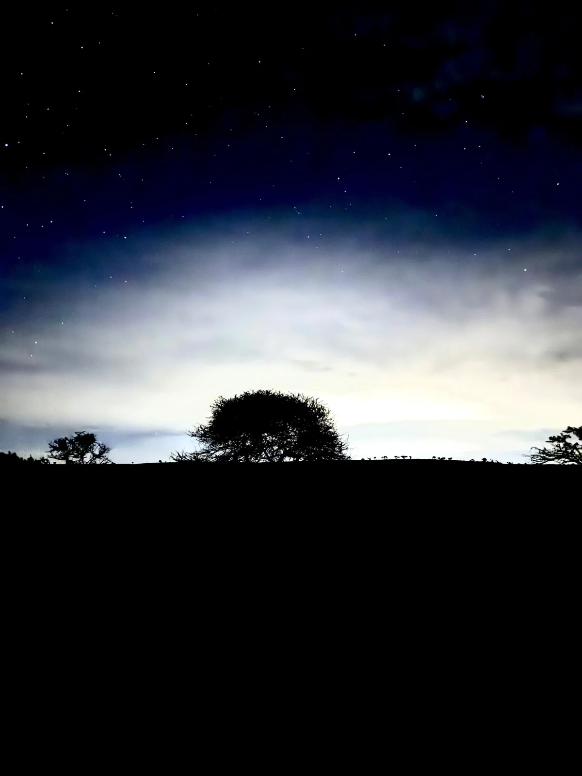 Dark tree silhouettes below a luminous evening cloudscape.