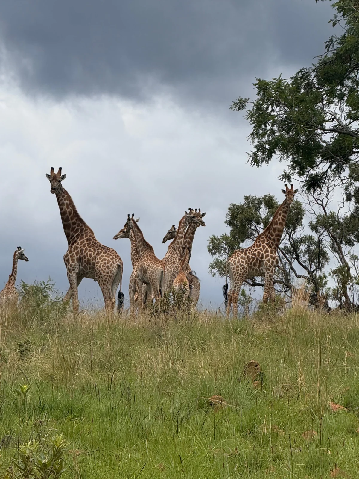 A group of giraffes standing together in tall grass under a cloudy sky.