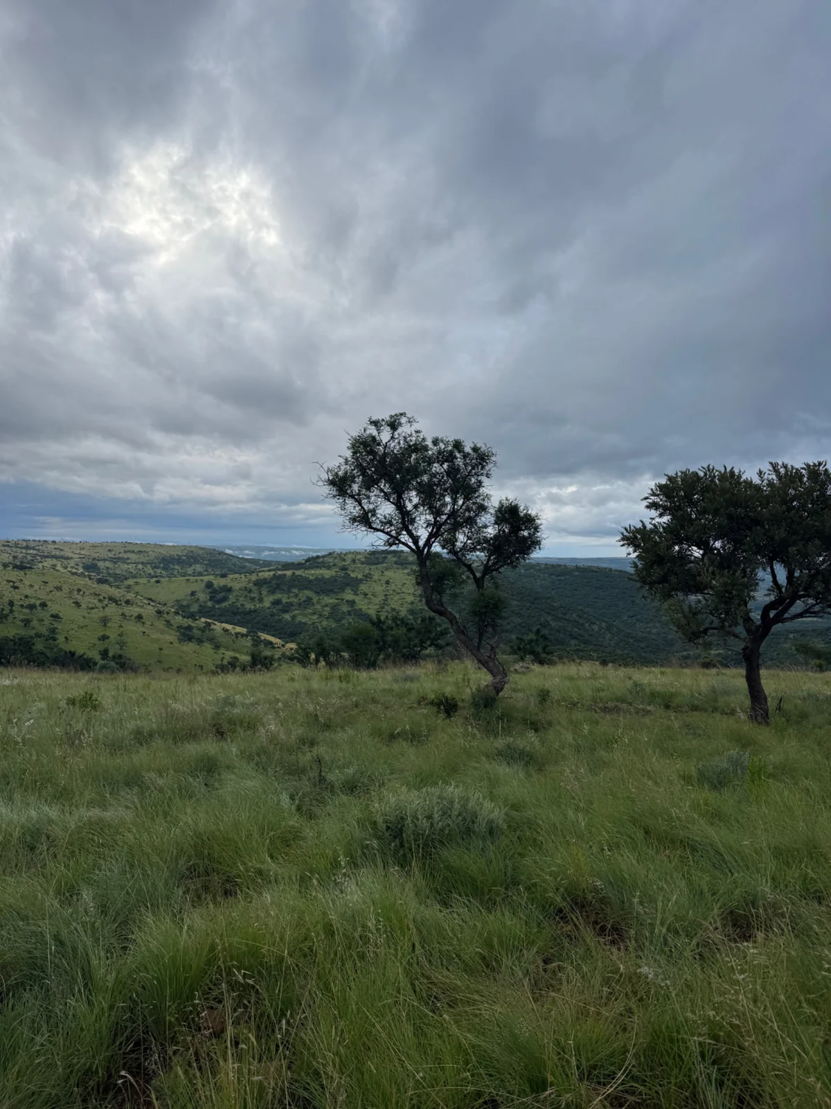 Open green hills, trees and an expansive cloudy sky.