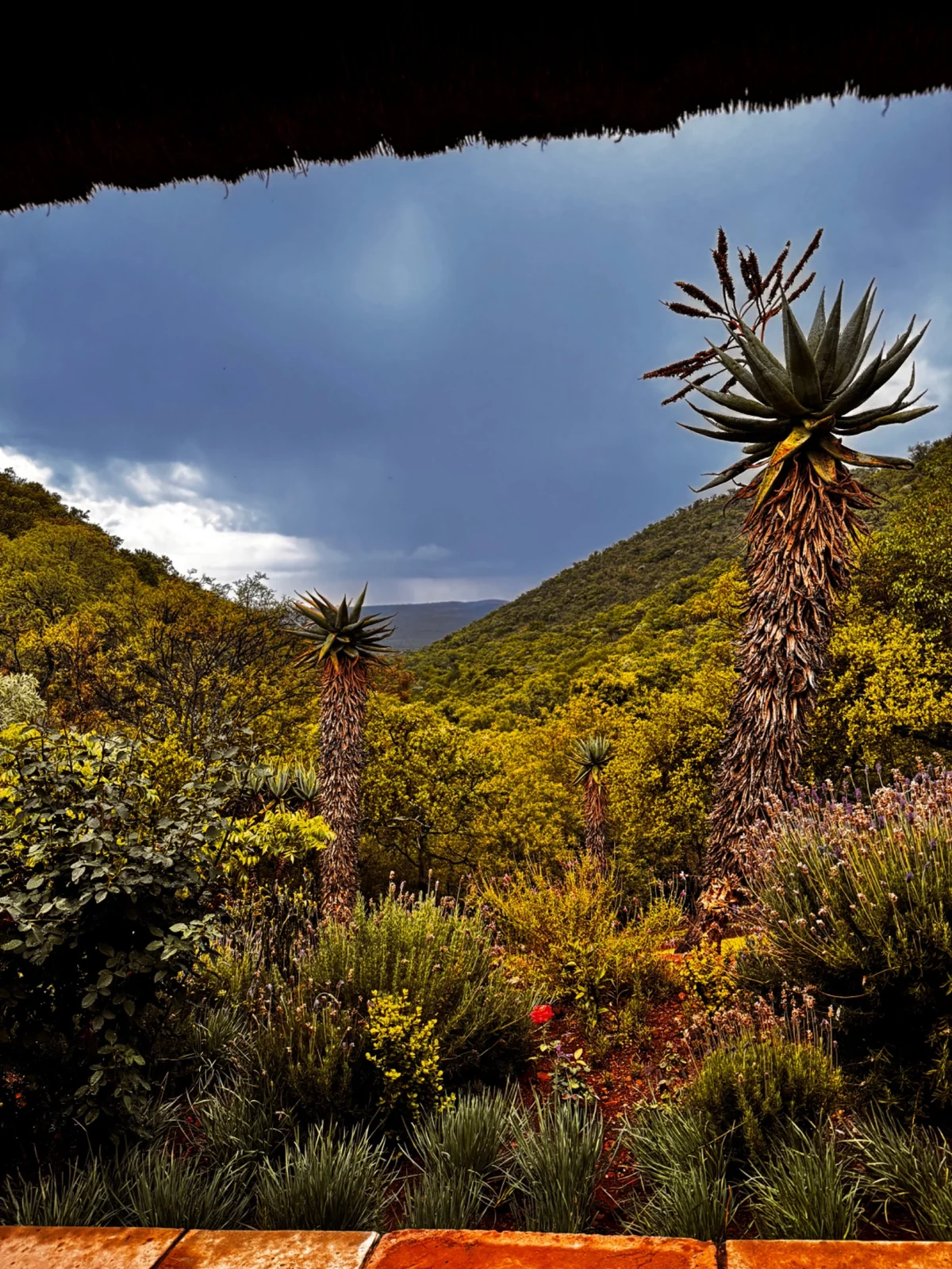 Garden plants and green mountain scenery beneath a wide African sky.