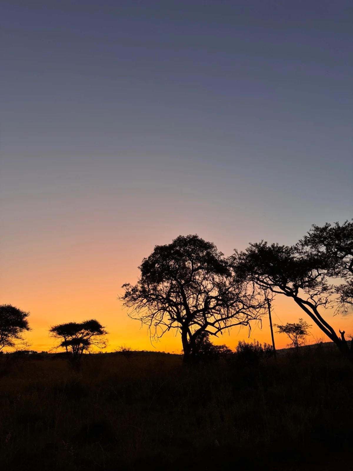 Tree silhouettes beneath an orange sunset across the bush.