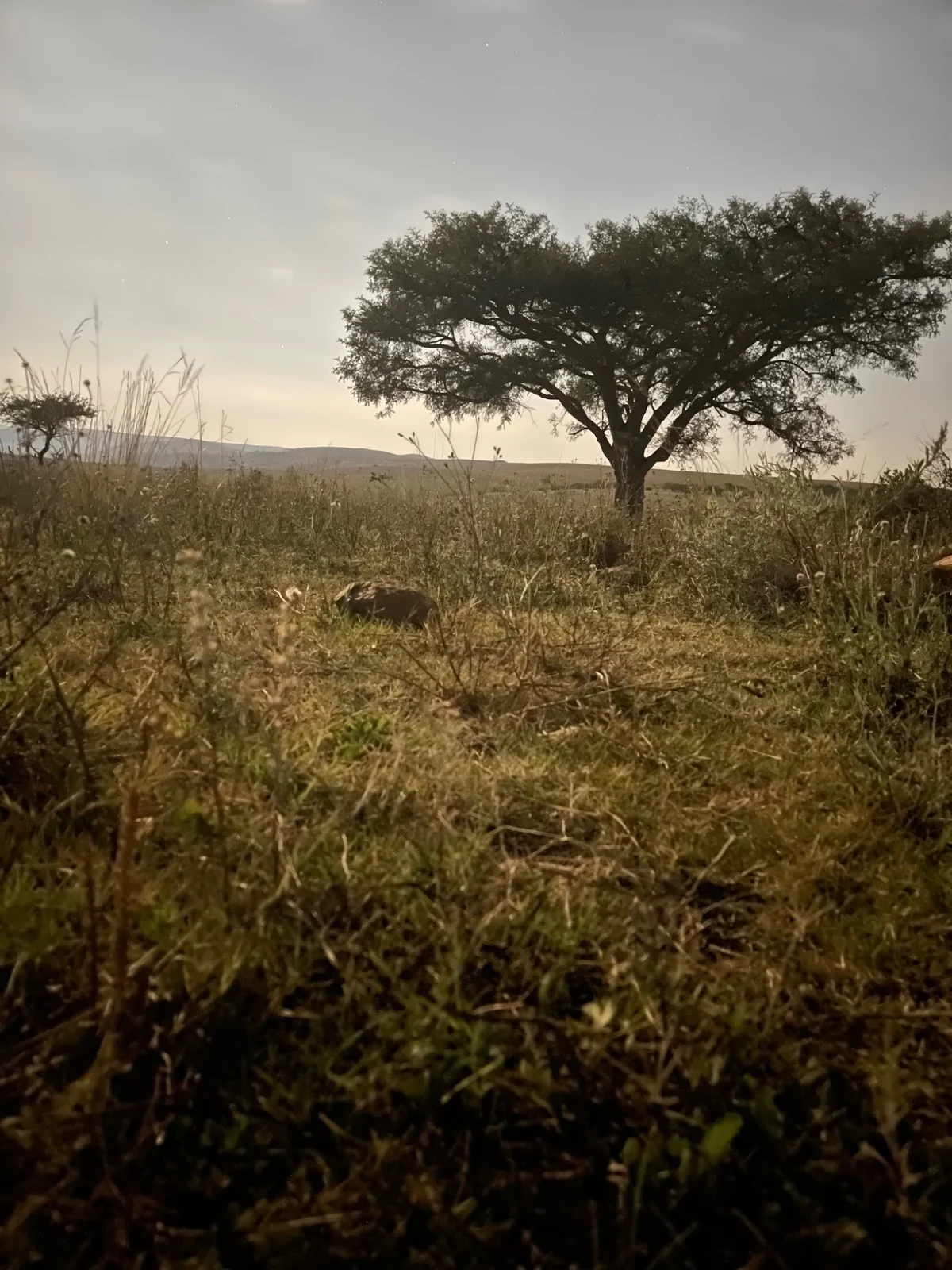 A spreading tree and natural grasses in soft evening light.