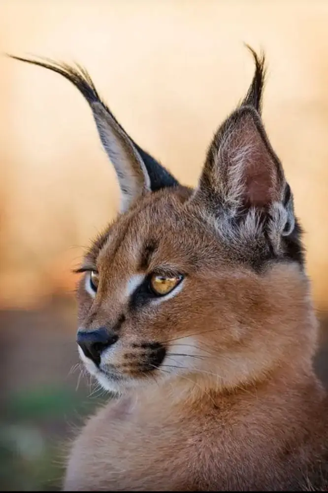 Portrait of a caracal with long black ear tufts