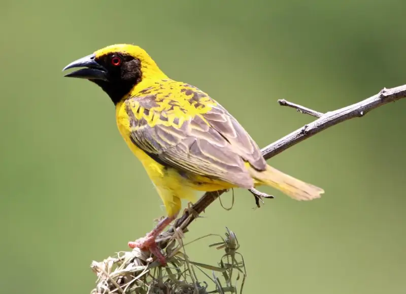 A bright yellow and black bird perched on a thin branch