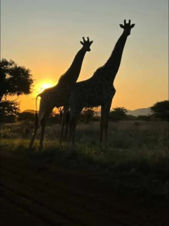 Giraffes silhouetted beneath a golden South African sky
