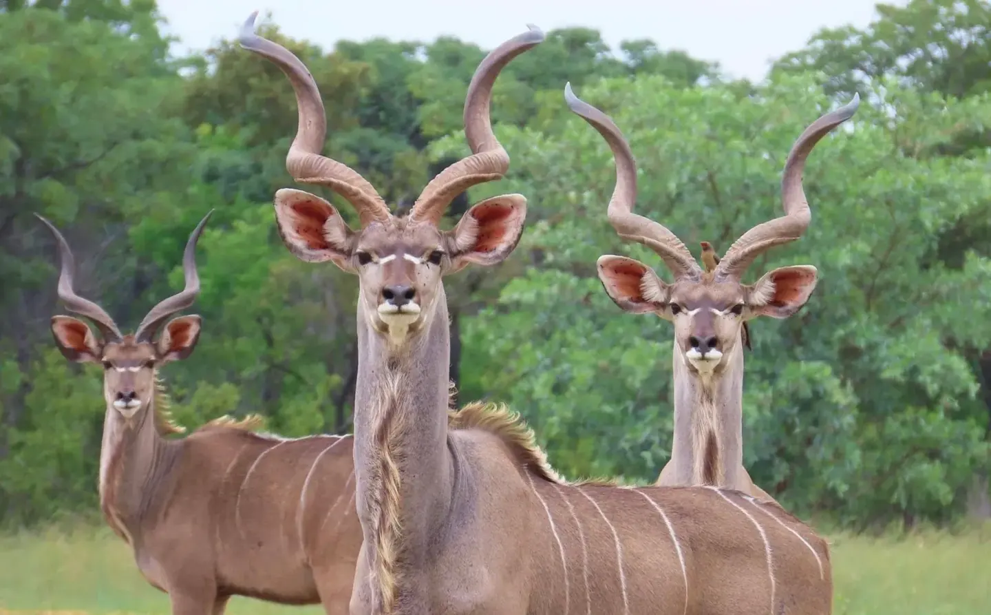 A group of kudu with spiral horns and striped coats at Paurosa